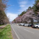 二十間道路の桜