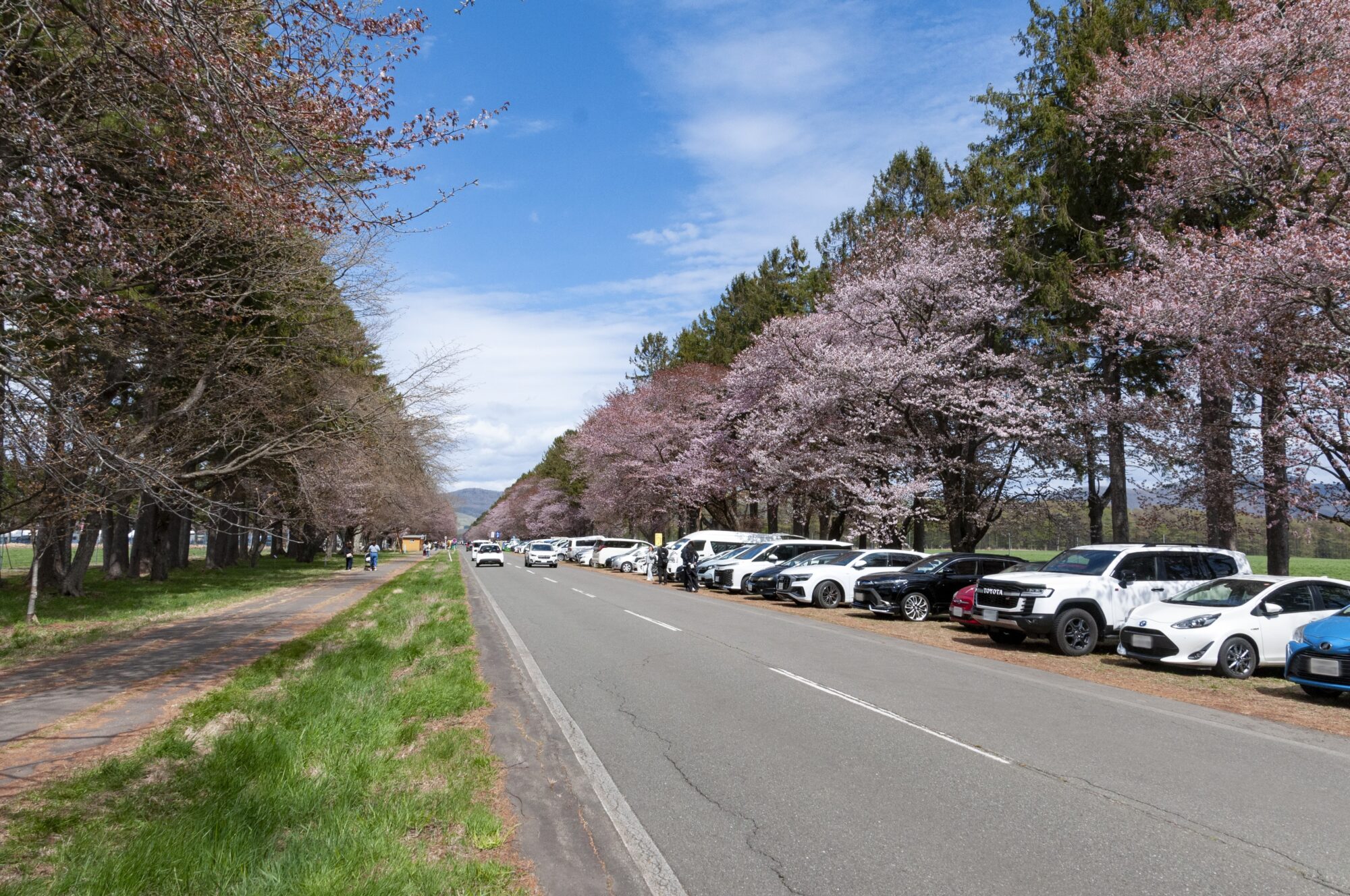二十間道路の桜